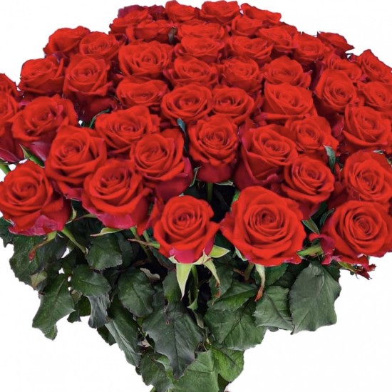 Premium klasės 50 raudonų rožių puokštė