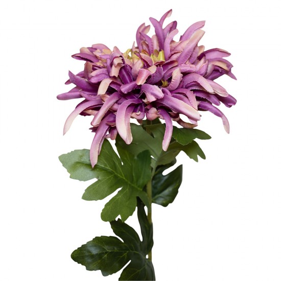 Dirbtinė chrizantema, violetinė