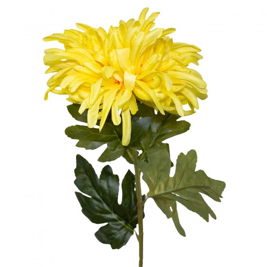 Dirbtinė chrizantema, geltona