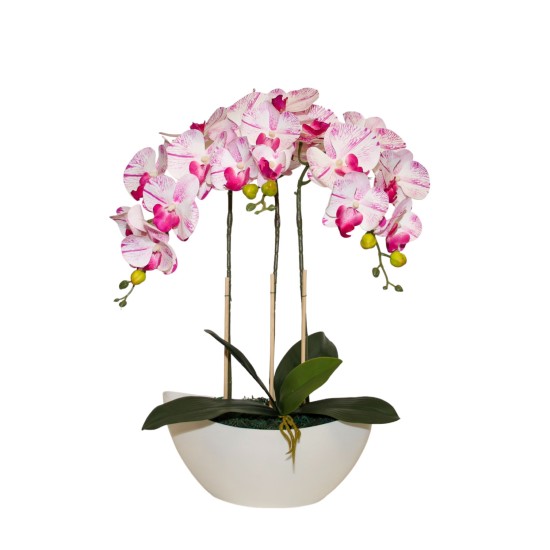 Dirbtinė orchidėja balta ciklameno spalvos gyslomis, 55cm