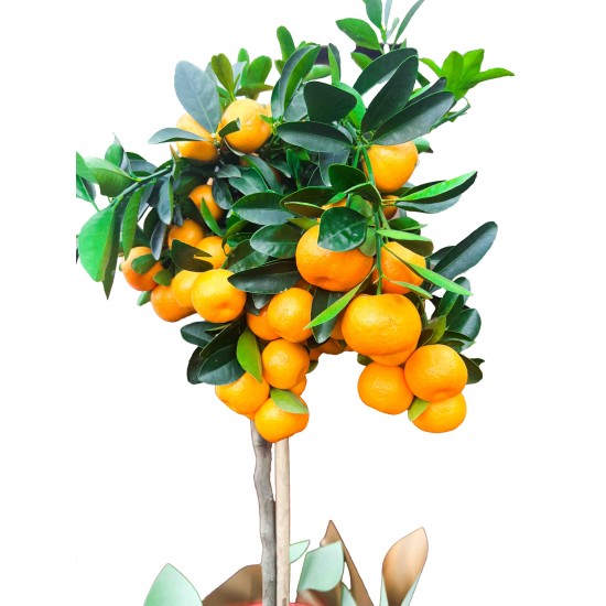 Kinkanas-mandarinmedis Citrusinis kalamondinas