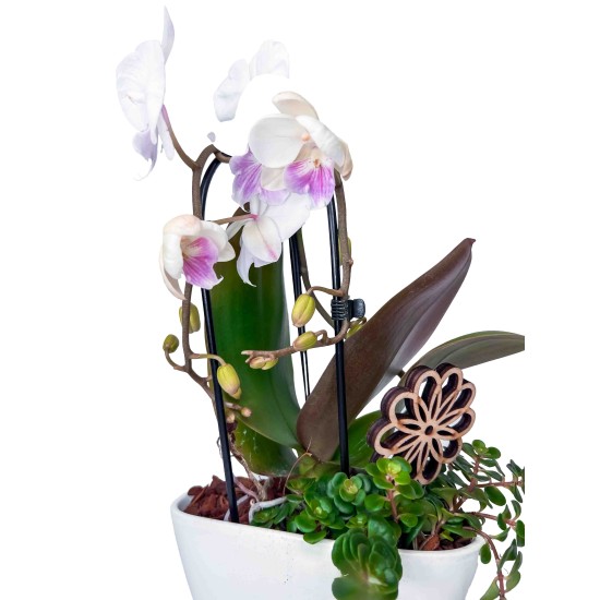 Orchidėjos kompozicija