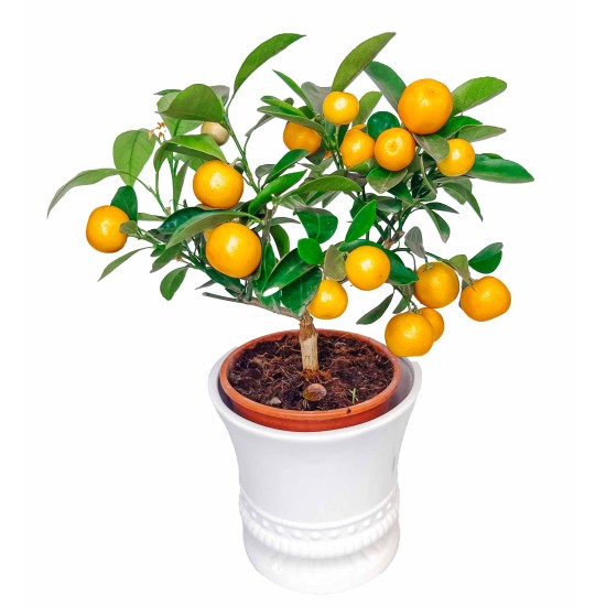 Citrusas (citrinmedis) 
