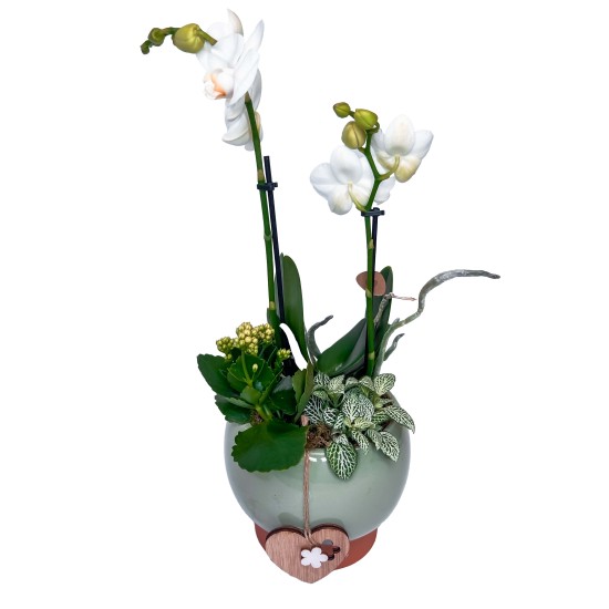 Kompozicija su orchidėja
