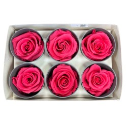 Miegančios rožės VERDISSIMO Premium Rose