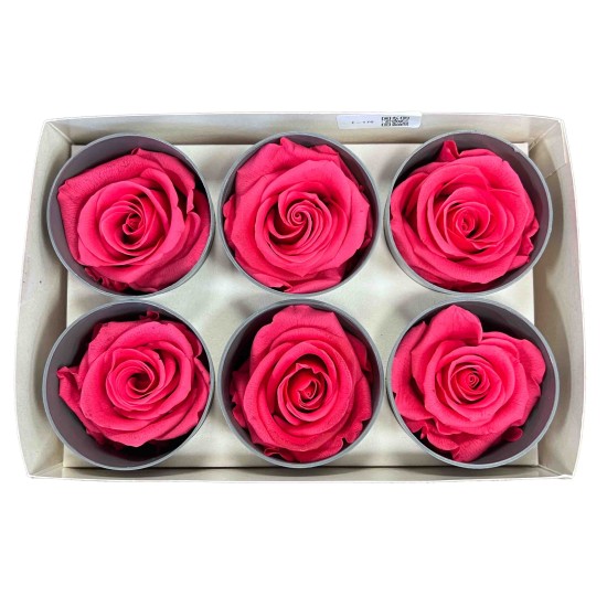 Miegančios rožės VERDISSIMO Premium Rose