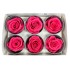 Miegančios rožės VERDISSIMO Premium Rose