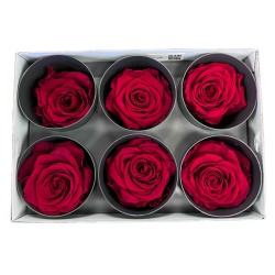 Miegančios rožės VERDISSIMO Premium Rose