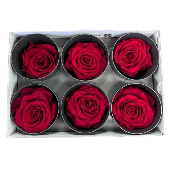 Miegančios rožės VERDISSIMO Premium Rose