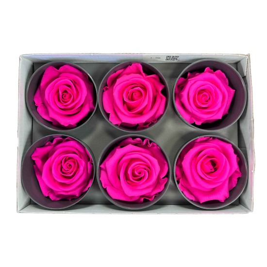 Miegančios rožės VERDISSIMO Premium Rose