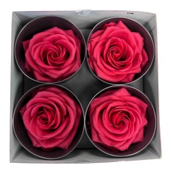 Miegančios rožės VERDISSIMO Premium Rose
