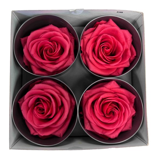 Miegančios rožės VERDISSIMO Premium Rose