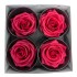 Miegančios rožės VERDISSIMO Premium Rose