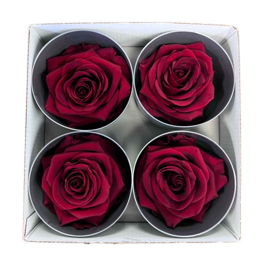 Miegančios rožės VERDISSIMO Premium Rose