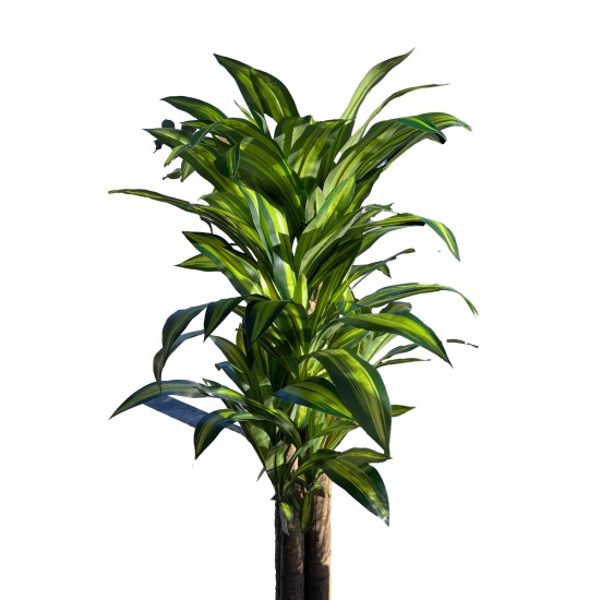 Dirbtinė dracena