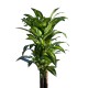 Dirbtinė dracena