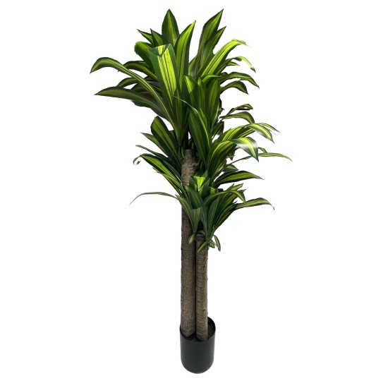 Dirbtinė dracena