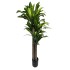 Dirbtinė dracena