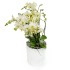 Orchidėja smulkiažiedė, vanilės atspalvio