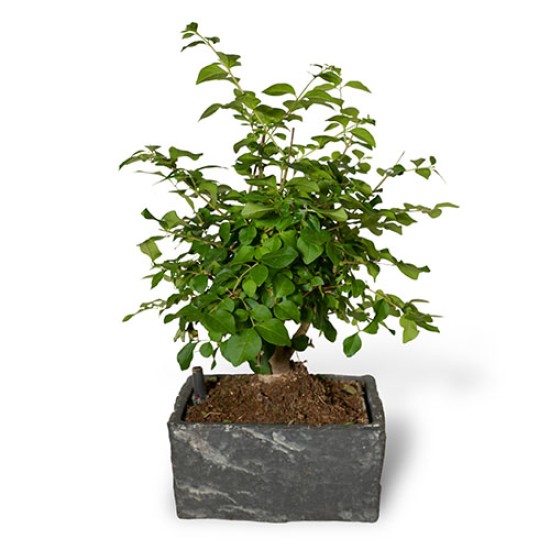 Bonsai tree “Ligustrom” with flowerpot