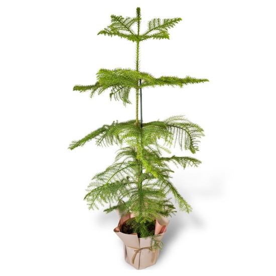 Araucaria plant, 120 cm
