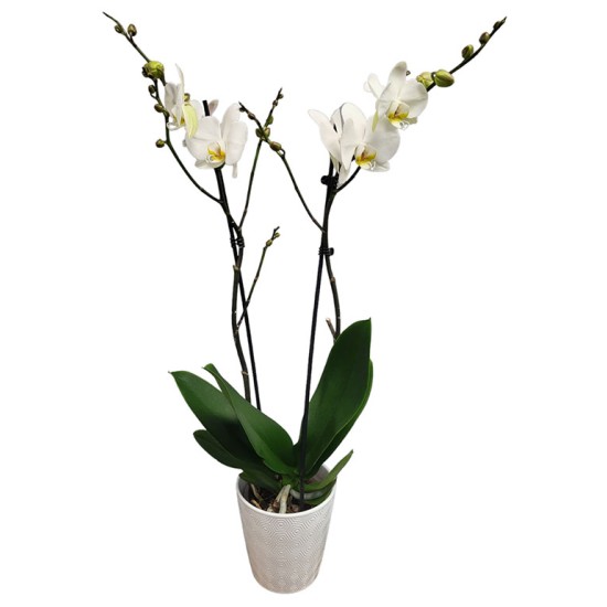 Balta orchidėja Balta orchidėja