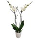 Balta orchidėja Balta orchidėja