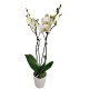 Balta orchidėja Balta orchidėja