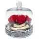 Composition of a sleeping rose under glass