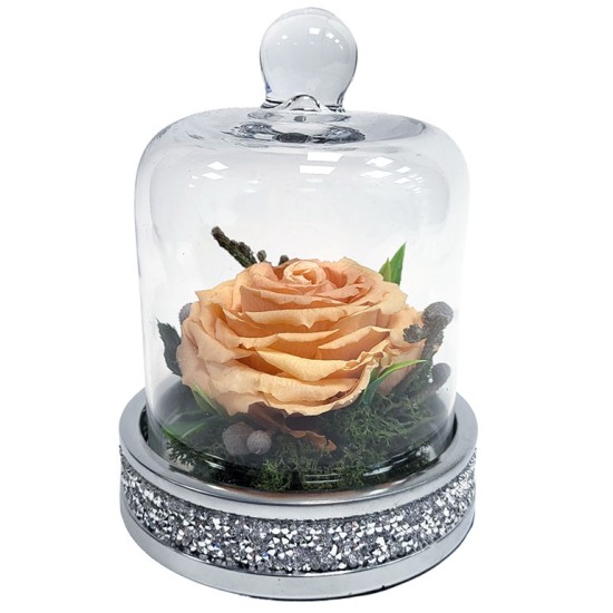 Composition of a sleeping rose under a glass cover