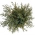 Eukalipto pundelis (Eucalyptus parvifolia)