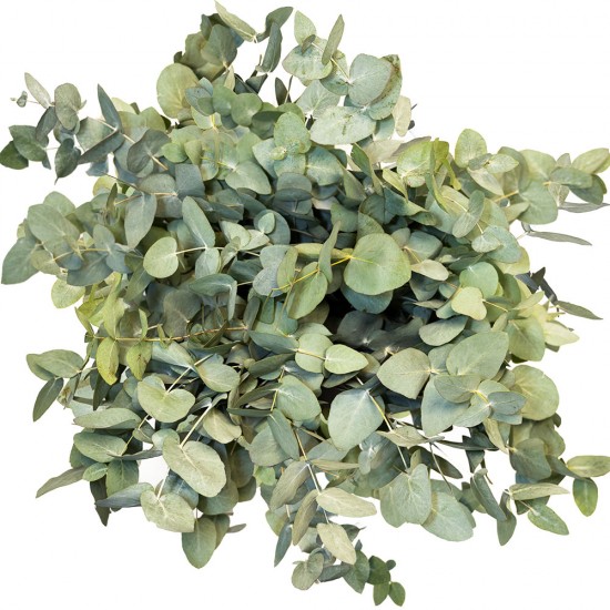 Eukalipto pundelis (Eucalyptus cinerea)