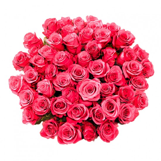 Šviesiai raudonos rožės 60-70 cm