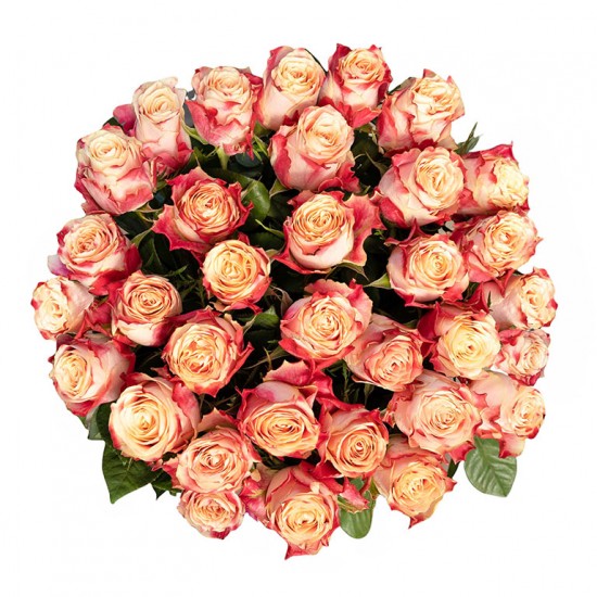 Rausvai gelsvos rožės, 60-70 cm