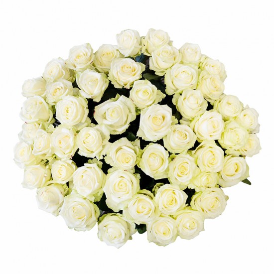 Baltos rožės 60-70 cm