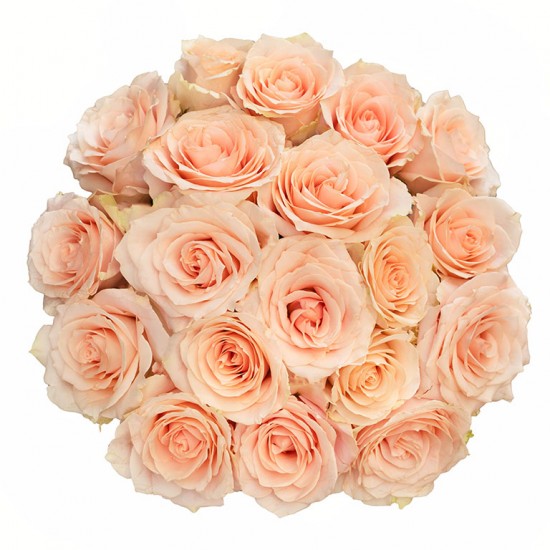 Kreminės rožės 60-70 cm