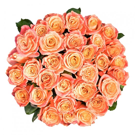Rausvos rožės 60-70 cm
