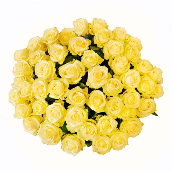 Geltonos rožės 60-70 cm