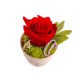 Miegančios rožės kompozicija keramikiniame puodelyje