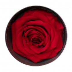 Miegančios rožės VERDISSIMO Premium Rose