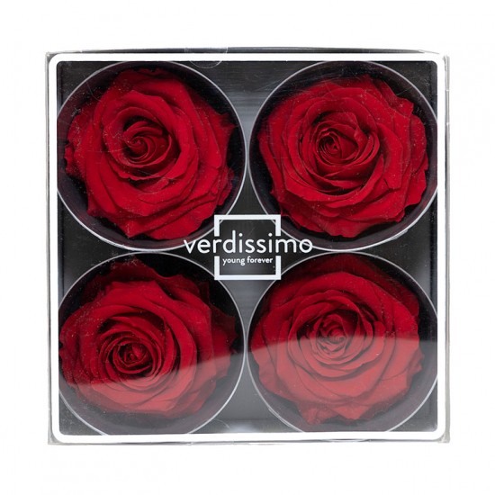 Miegančios rožės VERDISSIMO Premium Rose