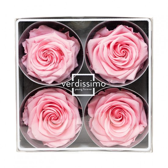 Miegančios rožės VERDISSIMO Premium Rose