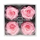 Miegančios rožės VERDISSIMO Premium Rose