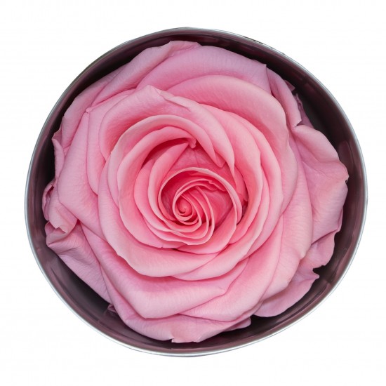 Miegančios rožės VERDISSIMO Premium Rose