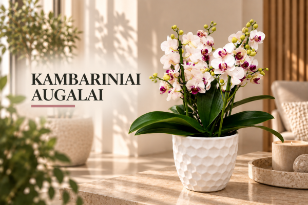 Kambariniai augalai