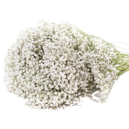 Balta Gipsofilė (Guboja)