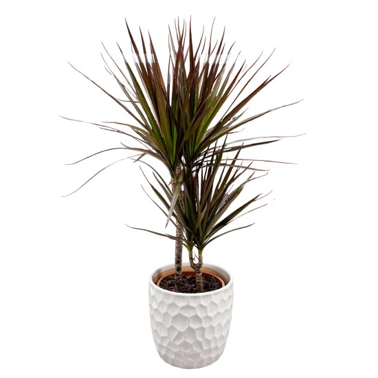 Dracena