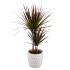 Dracena