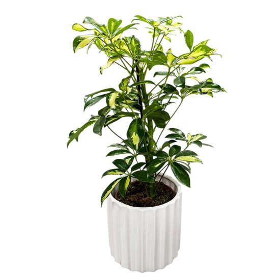 Schefflera