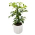 Schefflera
